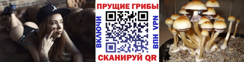 Галлюциногенные грибы Magic Shrooms  купить закладку  Североуральск 